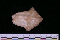 藏品(反轉偏口蛤)的圖片